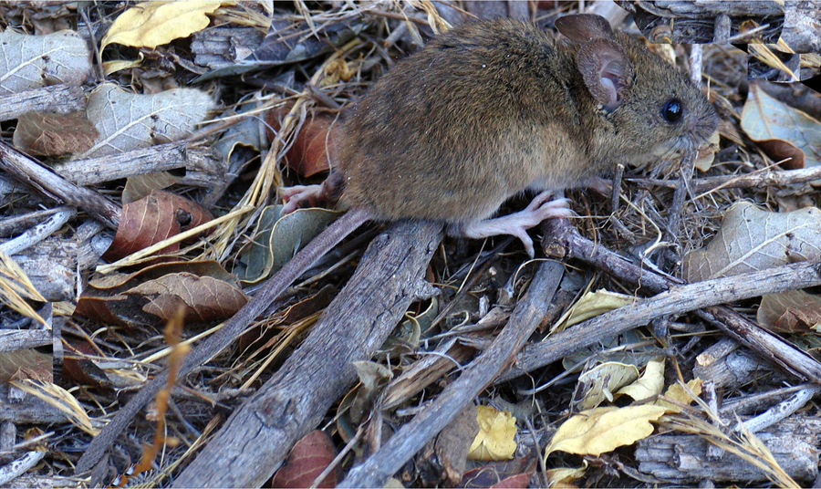 long-tailed pygmy rice rat
