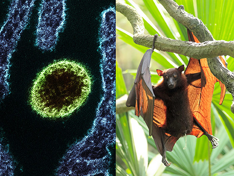 Nipah virus strain, bat in tree