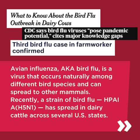 Graphic: Headlines about avian influenze