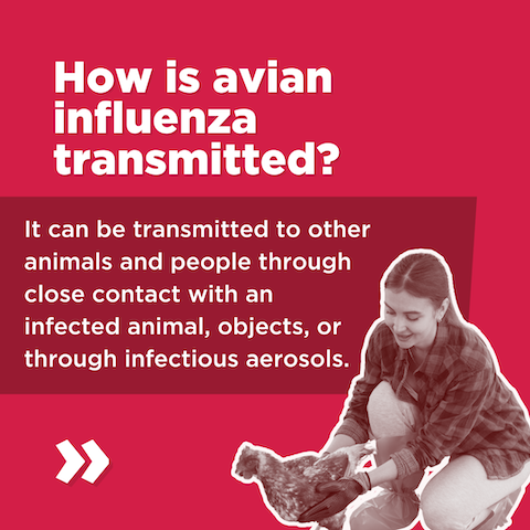 Graphic: How is avian influenza transmitted?