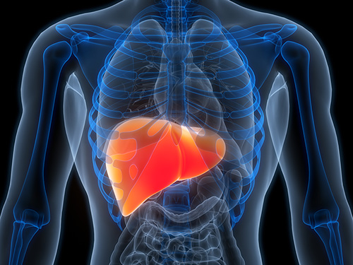 3D render of human abdomin with liver highlighted