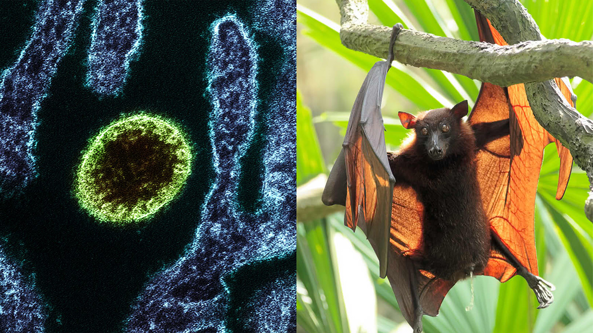 Nipah virus strain, bat in tree