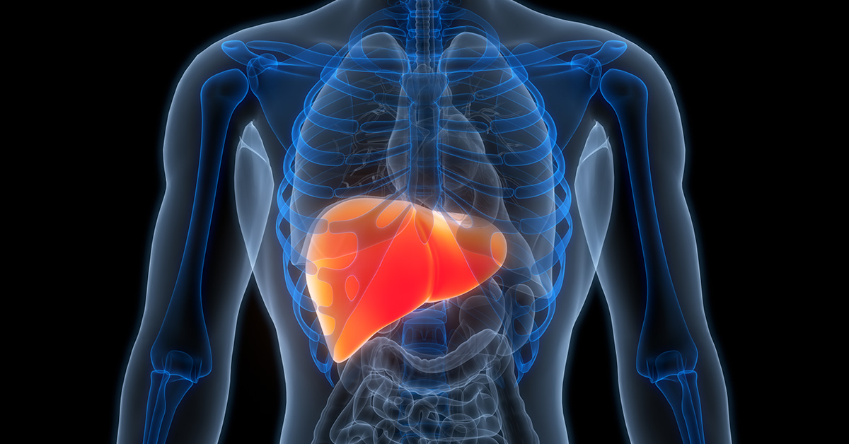 Graphic of human abdominal skeletal system with liver highlighted