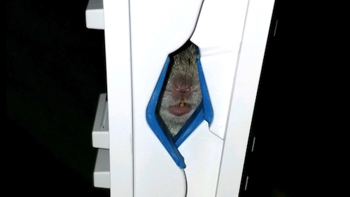 Rat trapped in ICU at Desert Regional Medical Center