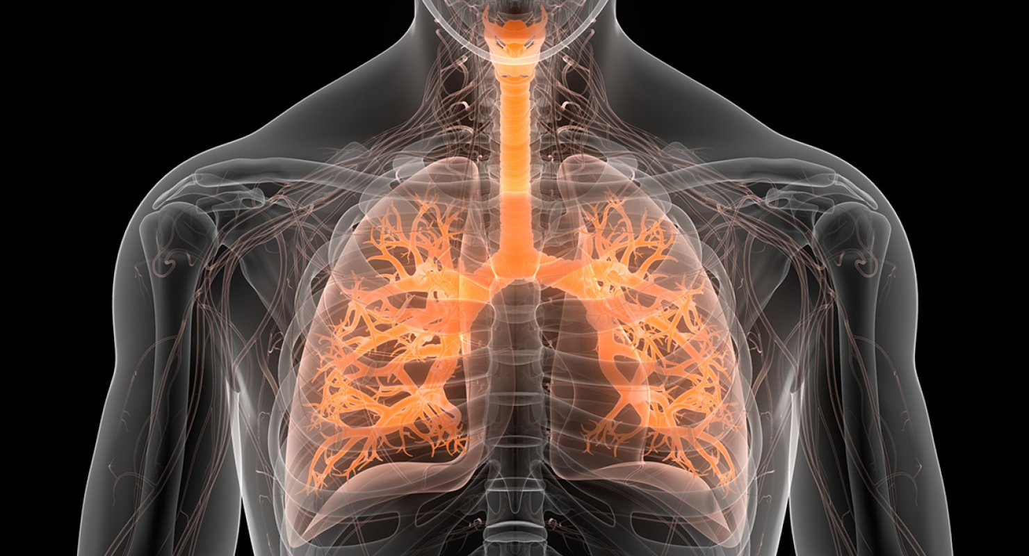 Graphic of respiratory system