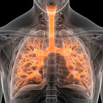 Graphic of respiratory system