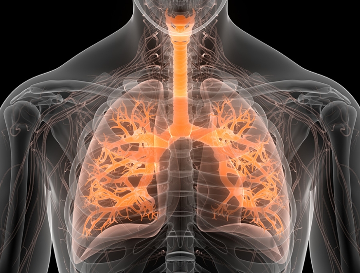 Respiratory system graphic