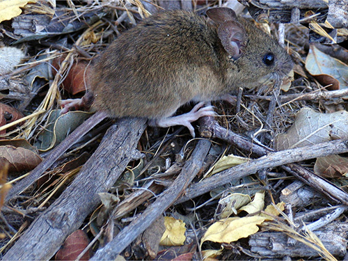 Mouse in woods